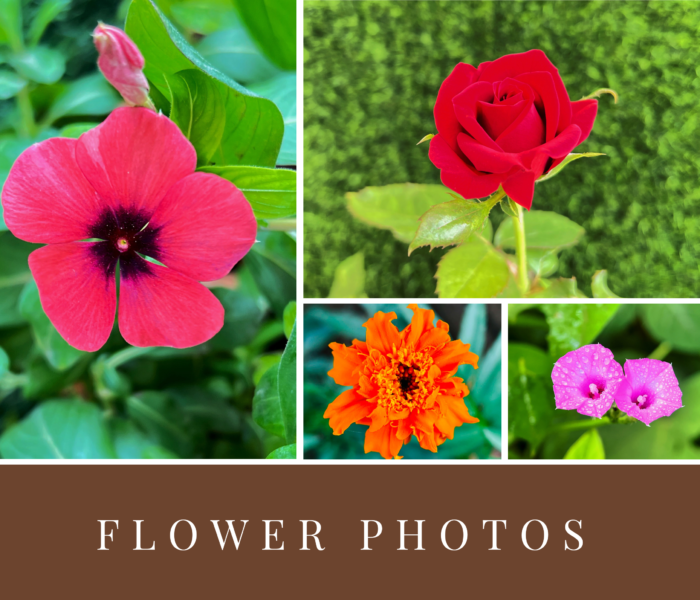 Flower photos