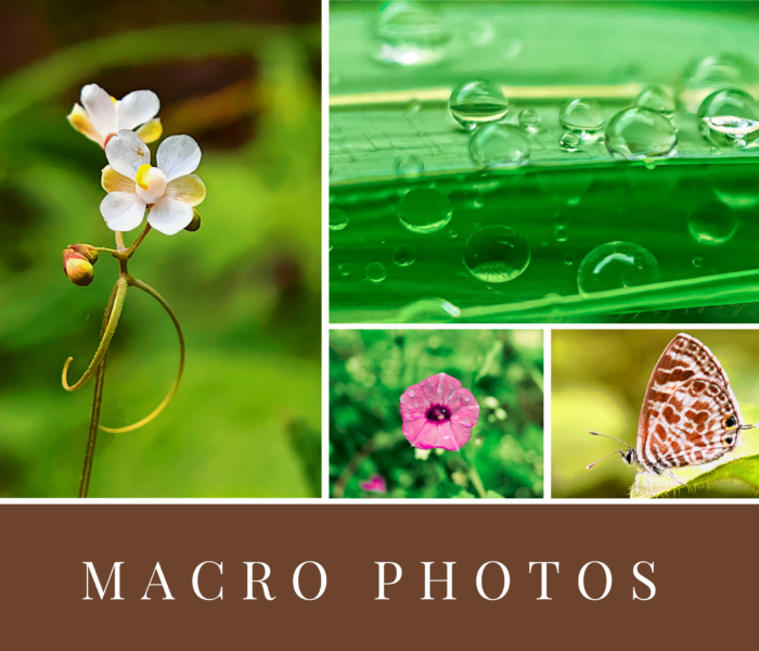 Macro photos