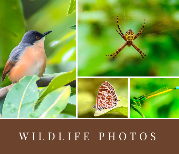 Wildlife photos